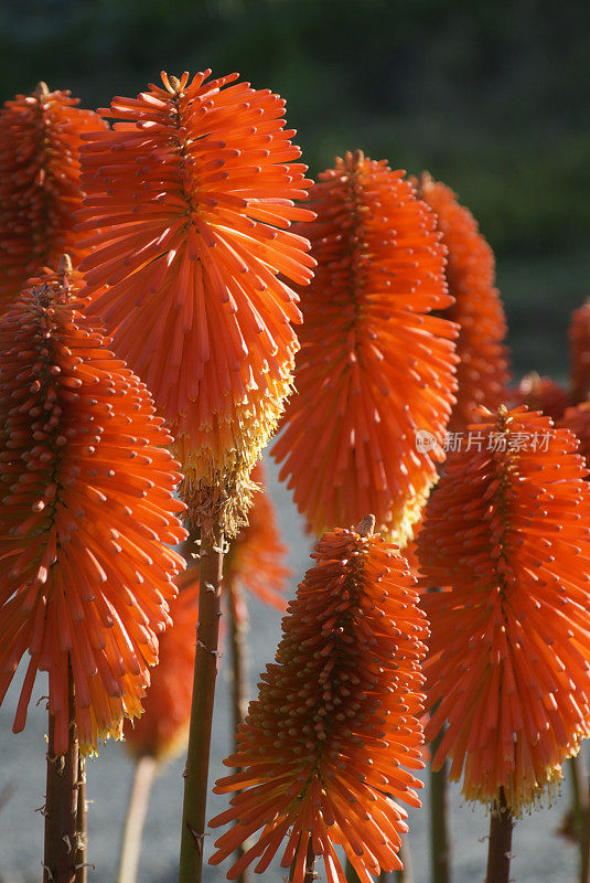 “火红的扑克牌”或“火炬百合”(Kniphofia Uvaria)